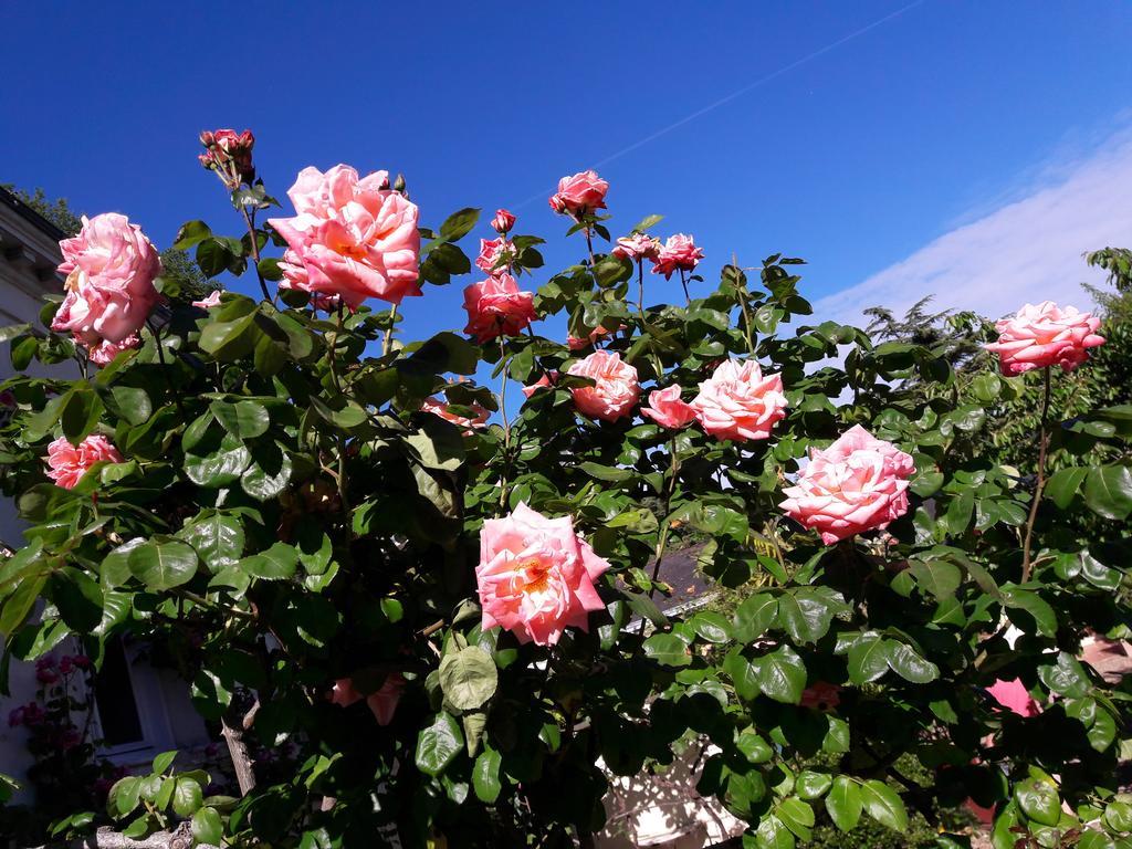 Le Vieux Vauvert Bed & Breakfast Rochecorbon Bagian luar foto